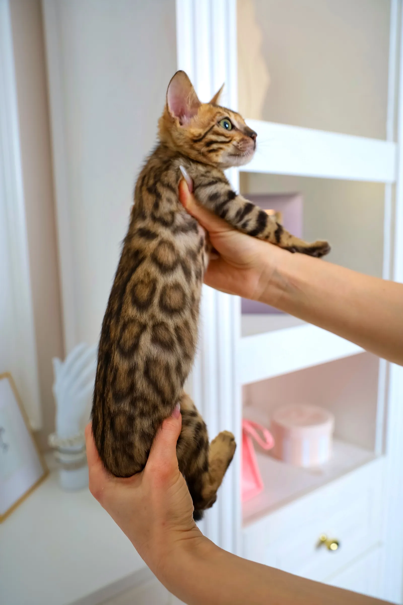 Бенгальский котёнок на ручках