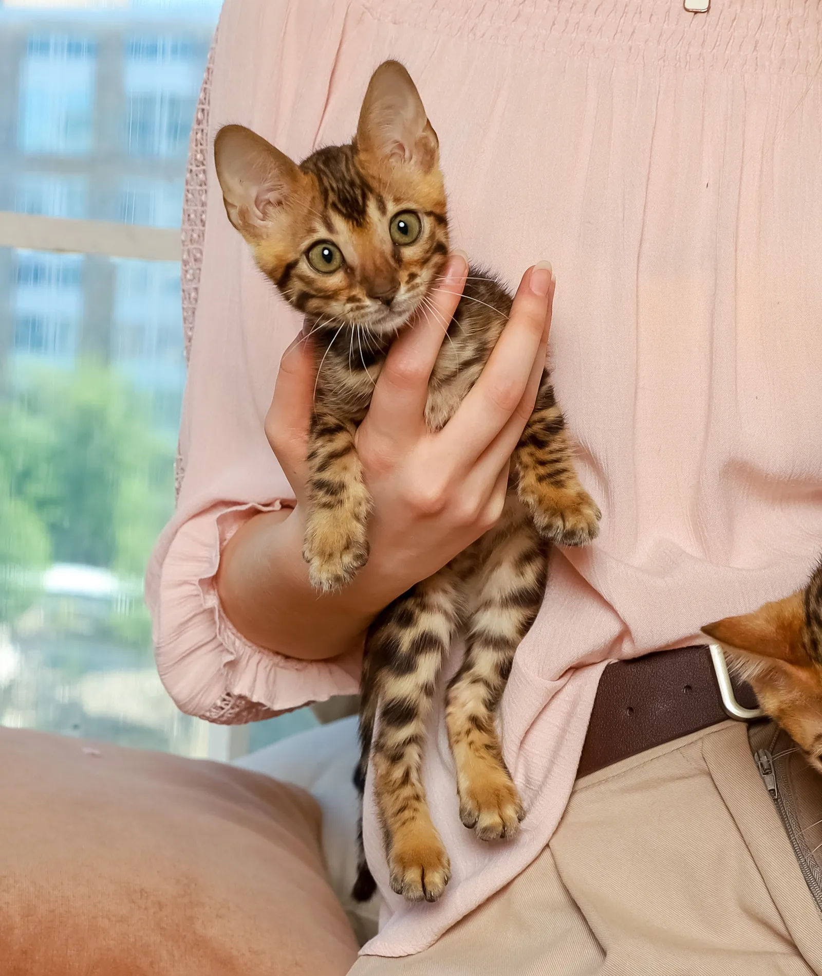Милый бенгальский котёнок на руках