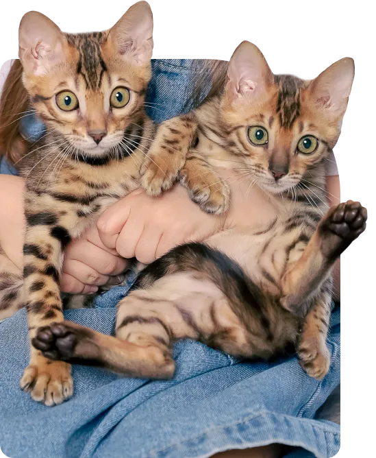 Бенгальские котята на руках