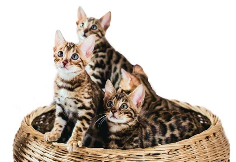 Три бенгальских котёнка в корзинке