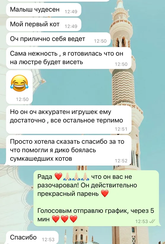 Отзыв о питомнике бенгальских кошек Звёздный Пантеон из WhatsApp
