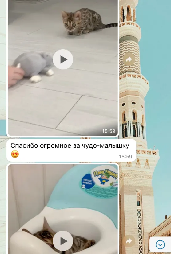 Отзыв о питомнике бенгальских кошек Звёздный Пантеон из WhatsApp