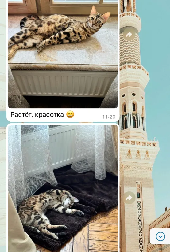 Отзыв о питомнике бенгальских кошек Звёздный Пантеон из WhatsApp