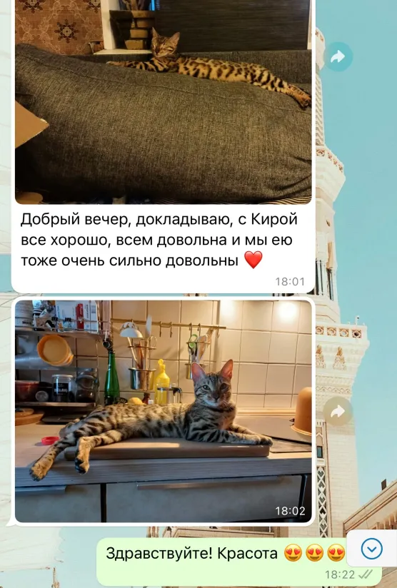 Отзыв о питомнике бенгальских кошек Звёздный Пантеон из WhatsApp