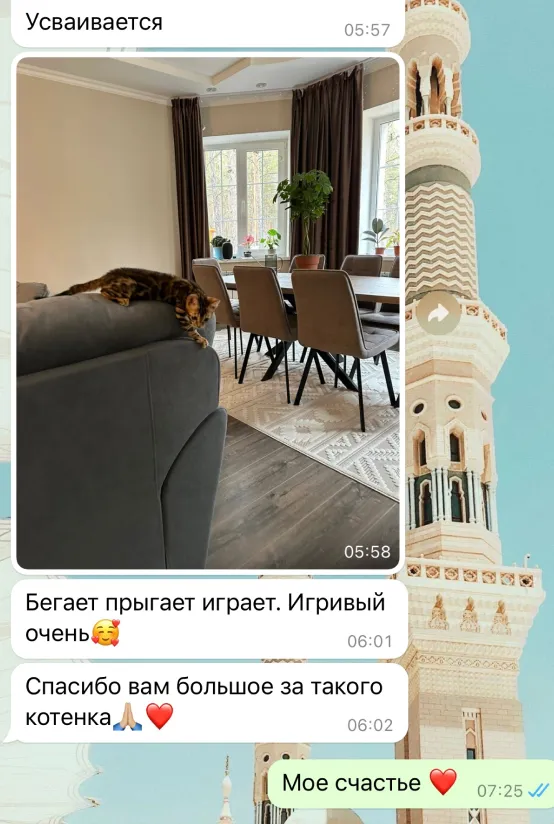 Отзыв о питомнике бенгальских кошек Звёздный Пантеон из WhatsApp