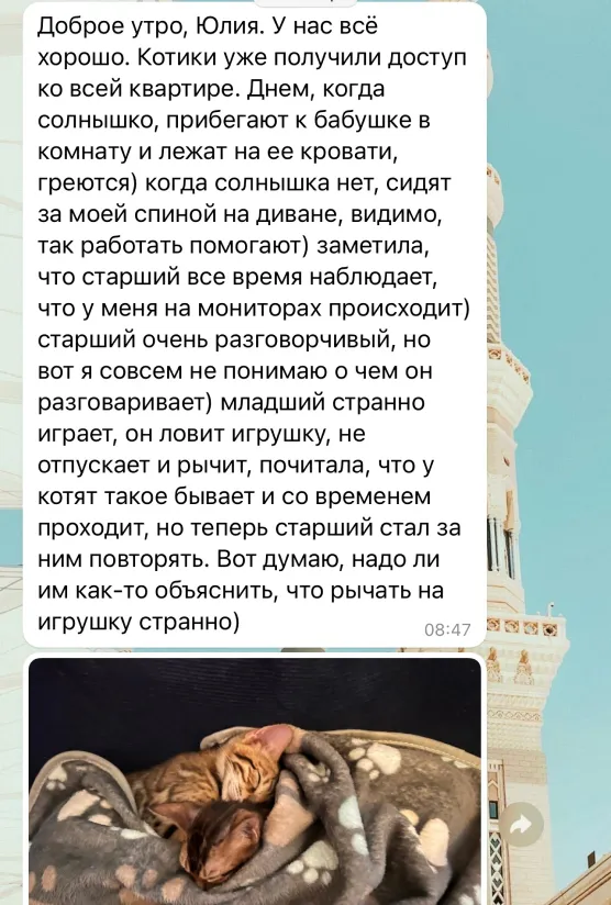 Отзыв о питомнике бенгальских кошек Звёздный Пантеон из WhatsApp