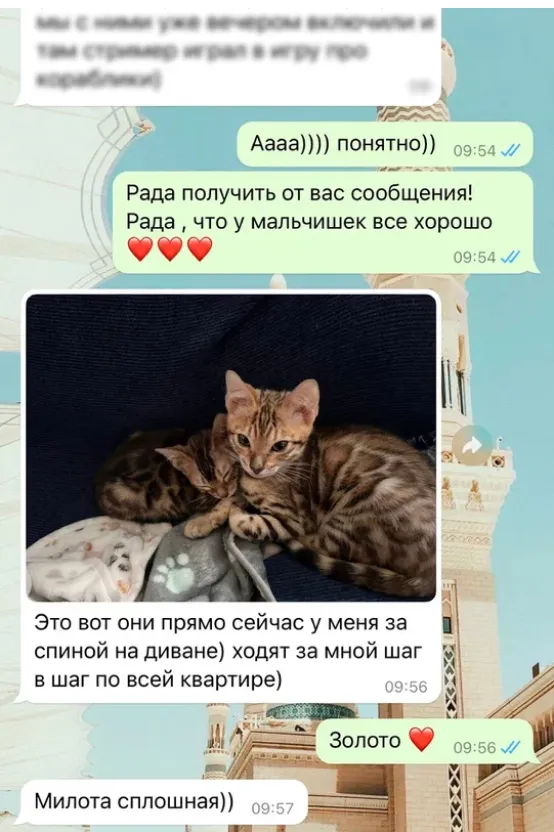 Отзыв о питомнике бенгальских кошек Звёздный Пантеон из WhatsApp